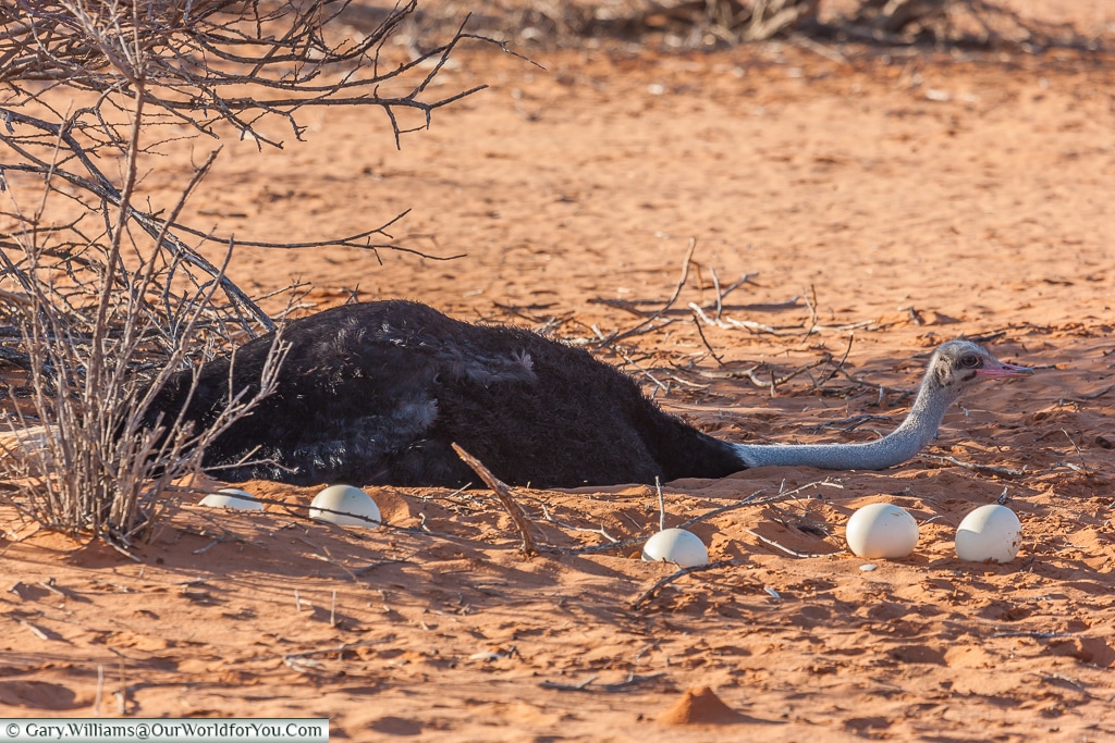 An ostrich nursing eggs, Morning Game Drive, Bagatelle Kalahari Game Ranch, Namibia