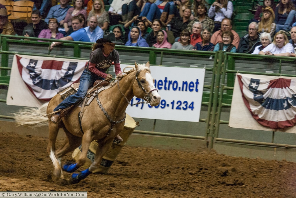 Barrel chase at the Stockyards Championship Rodeo, Fort Worth, Texas