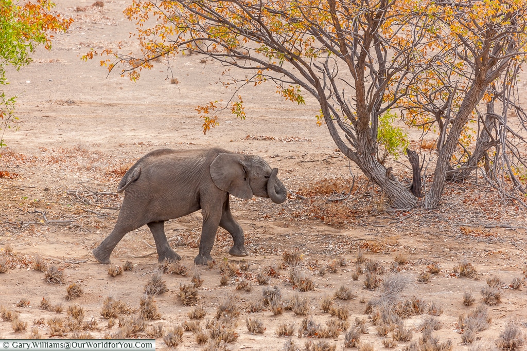 Catching up with the herd, desert elephants, Kunene Region, Namibia