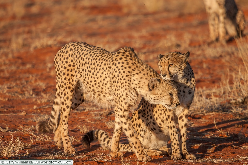 Close cheetahs, Bagatelle Kalahari Game Ranch, Namibia