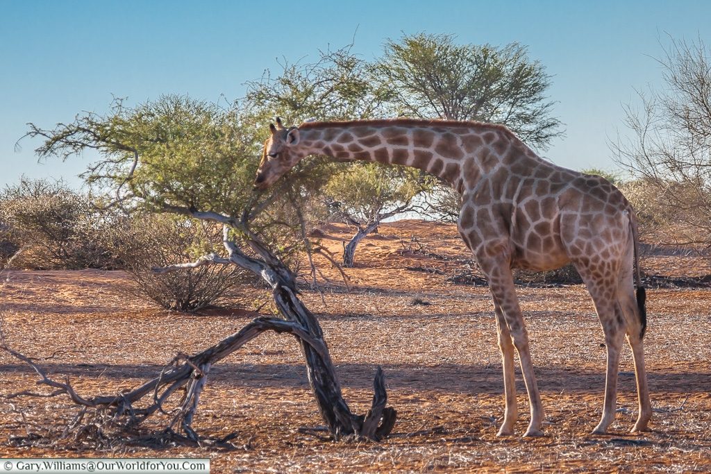 Giraffe grazing, Bagatelle Kalahari Game Ranch, Namibia