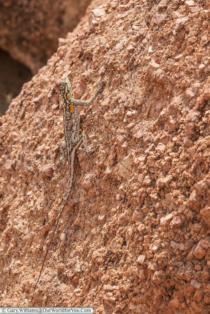 Look carefully for the lizard at Camp Kipwe, Twyfelfontein, Namiba