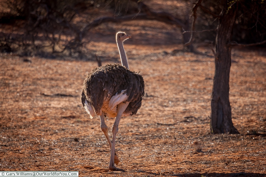 Ostrich on the stroll, Bagatelle Kalahari Game Ranch, Namibia