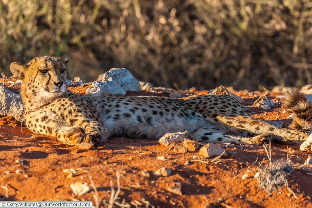 Relaxing cheetah, Bagatelle Kalahari Game Ranch, Namibia
