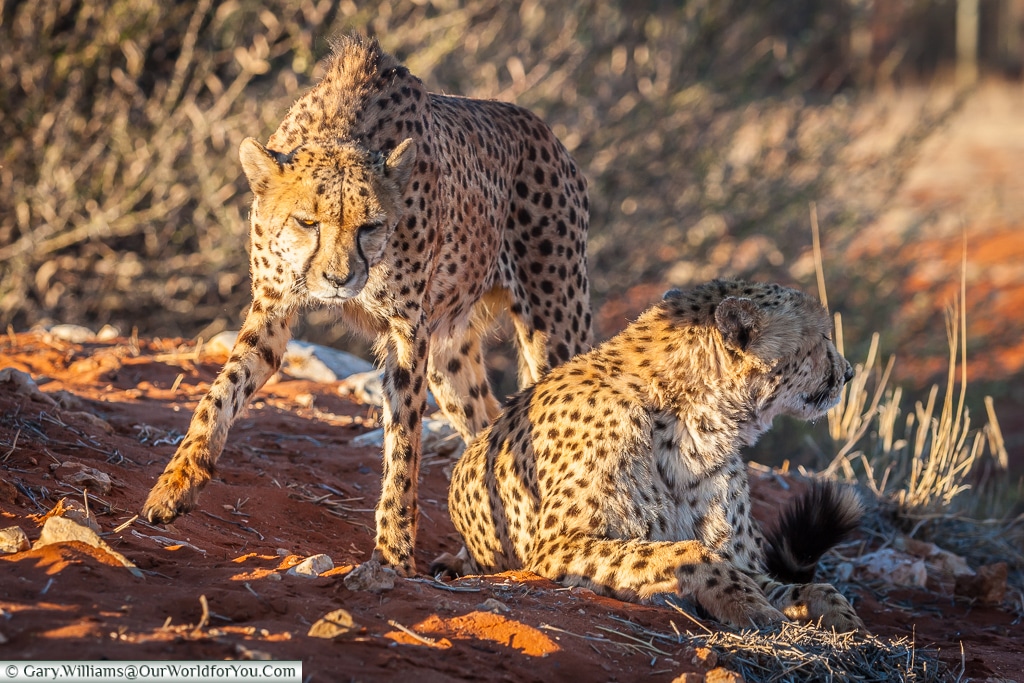 The cheetahs arise, Bagatelle Kalahari Game Ranch, Namibia