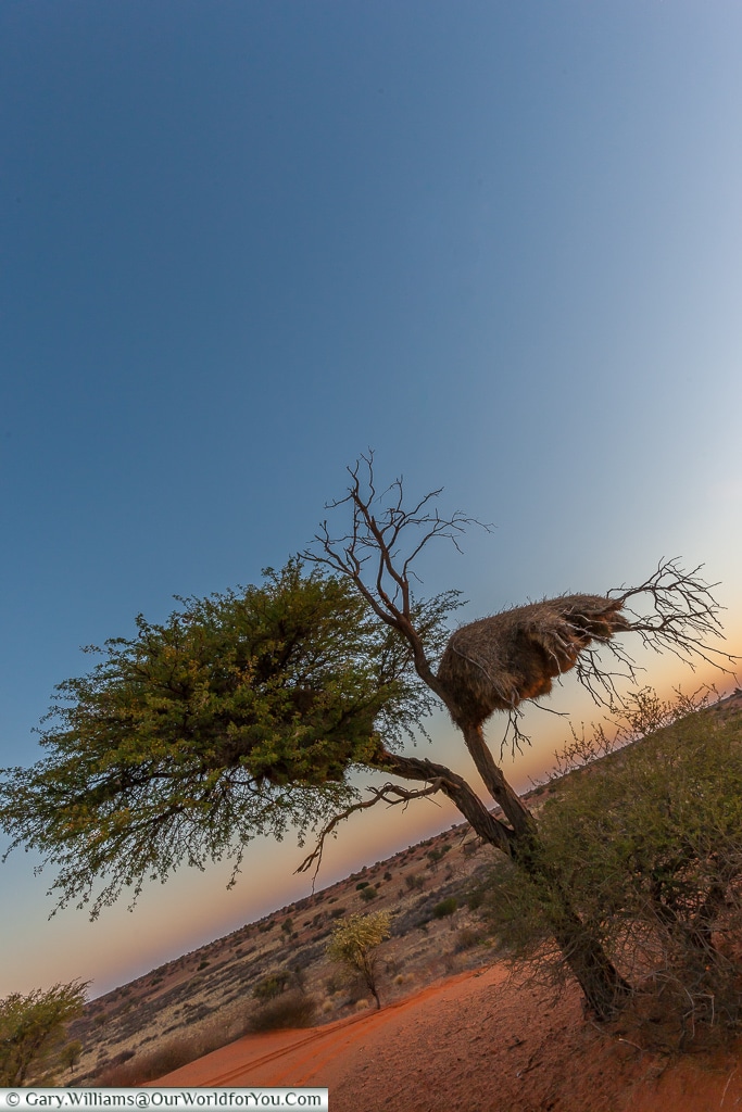 The nest of the Sociable Weaver bird, Bagatelle Kalahari Game Ranch, Namibia