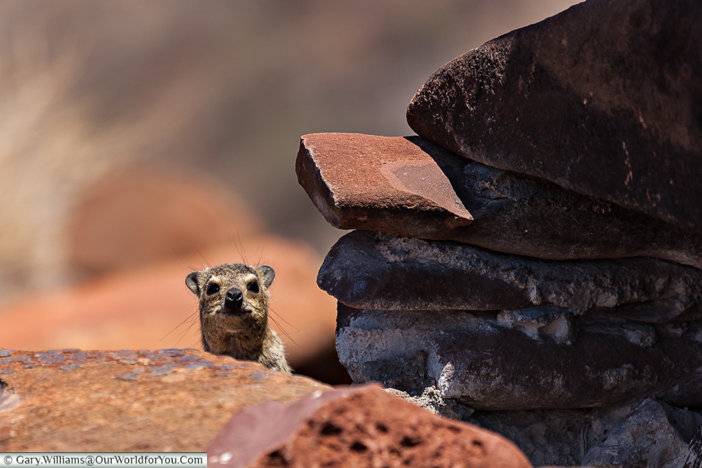 A dassie peeking out, Grootberg, Damaraland, Namibia