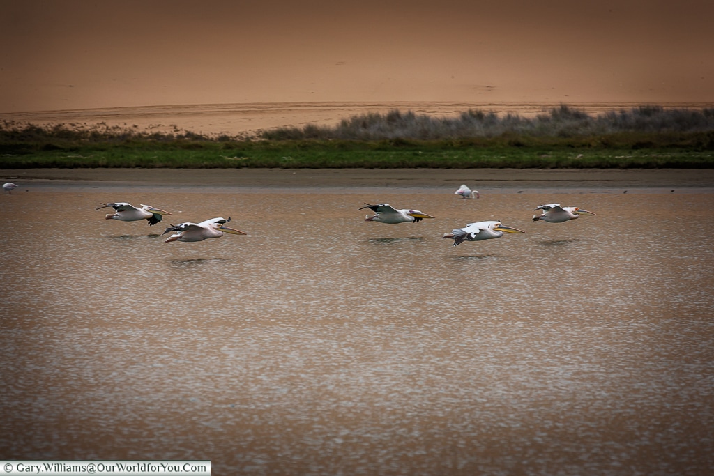 A flock of pelicans, Sandwich Bay, Namibia