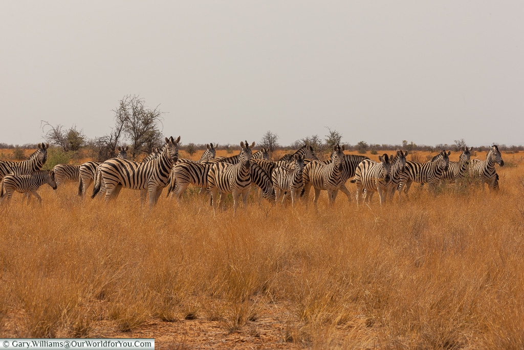 A herd of plains zebra, Etosha, Namibia