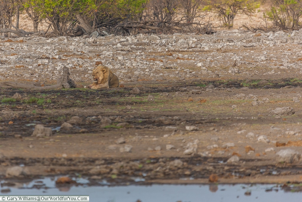 A lion at a distance, Etosha, Namibia