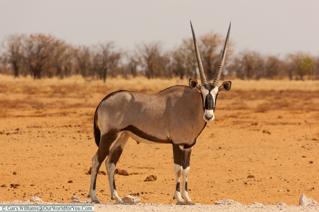 A lone oryx, Etosha, Namibia