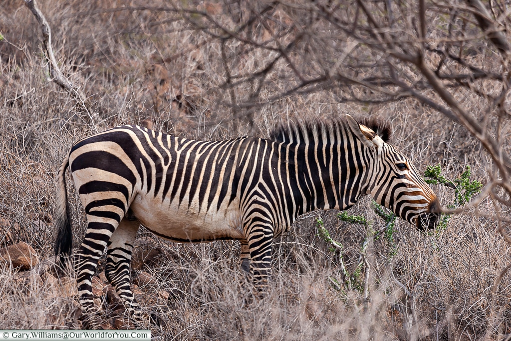 A mountain zebra, Grootberg, Damaraland, Namibia