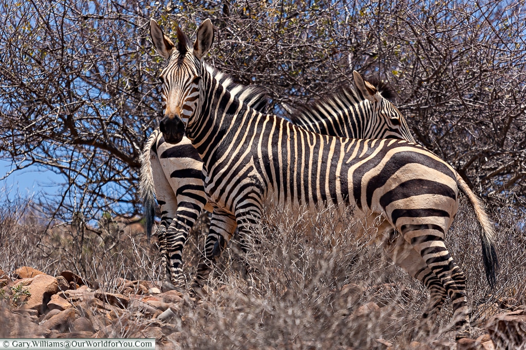 A pair of mountain zebras, Grootberg, Damaraland, Namibi