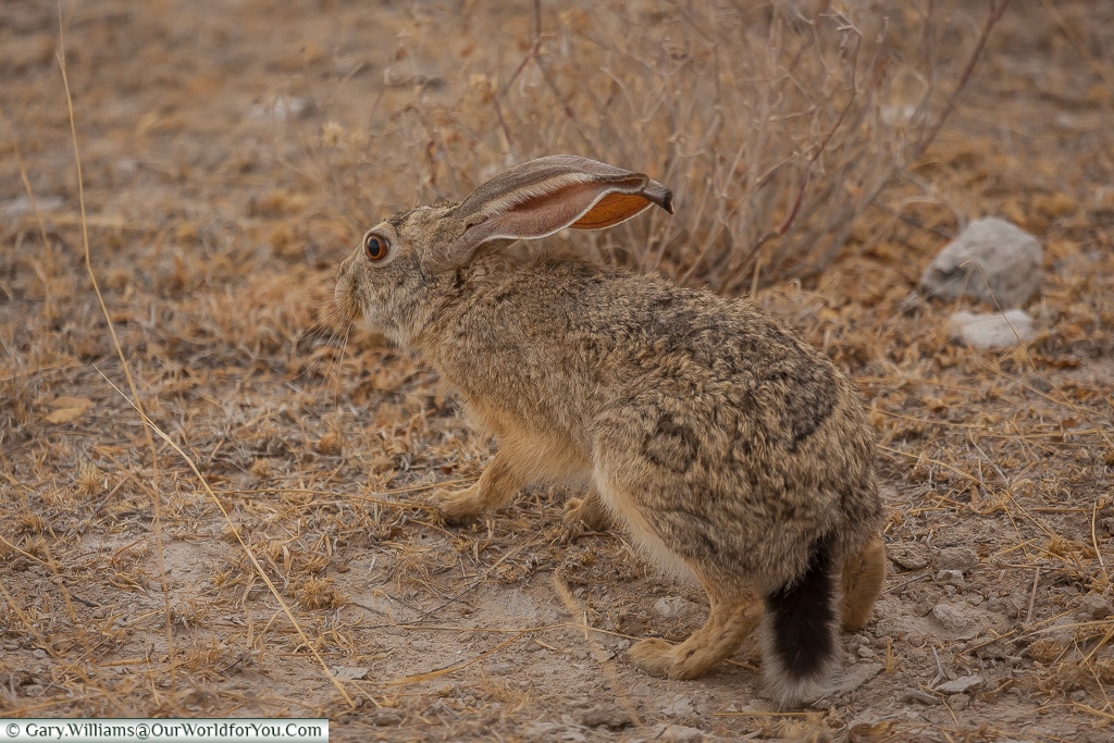 A scrub hare, Etosha, Namibia