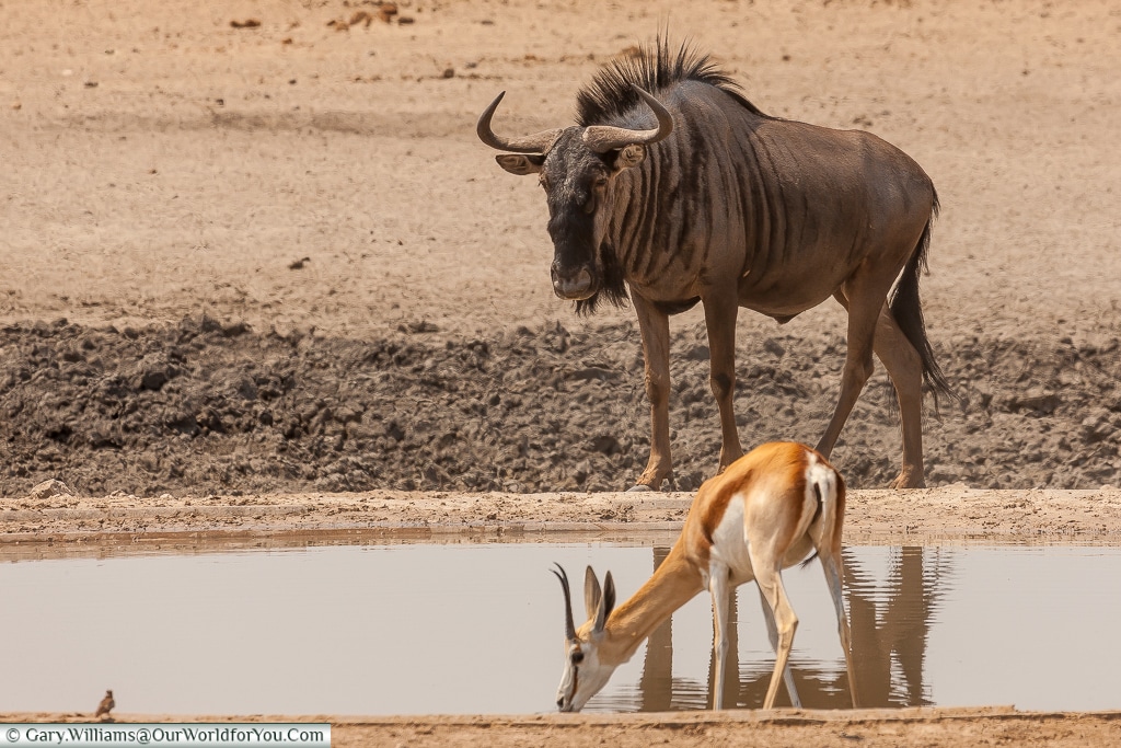 A wildebeest (or gnu), Etosha, Namibia