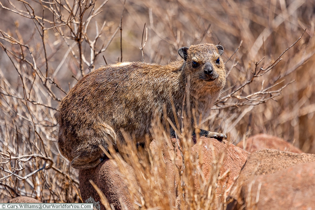A dassie, Grootberg, Damaraland, Namibia