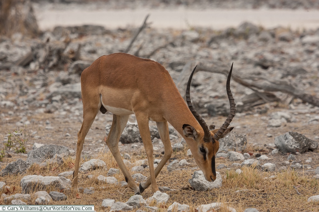 Grant's gazelle, Etosha, Namibia