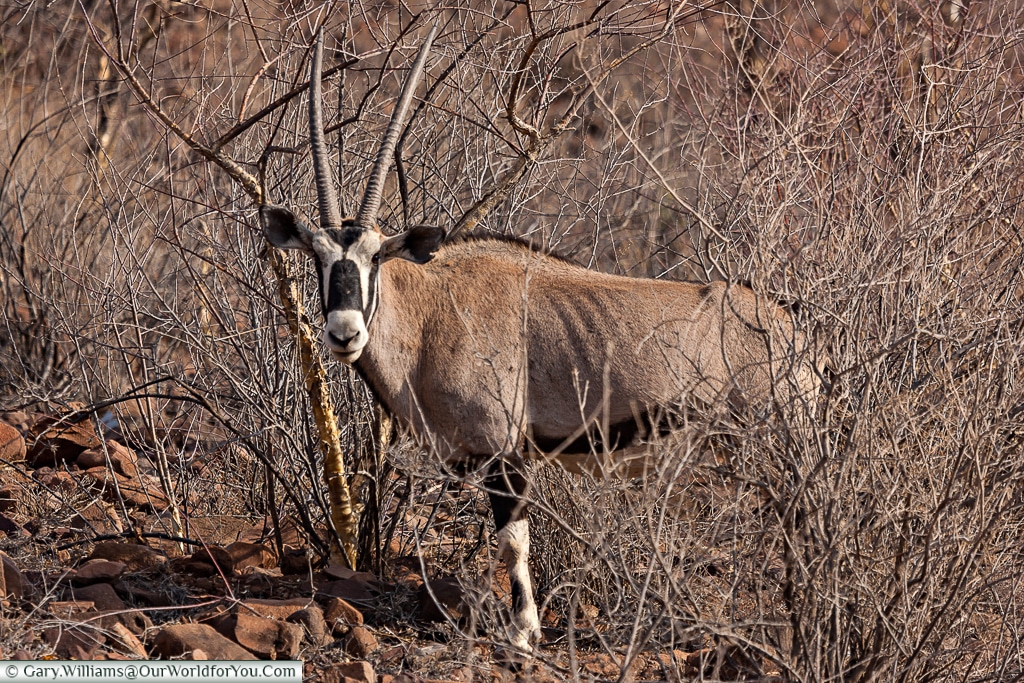 Oryx, Grootberg, Damaraland, Namibia