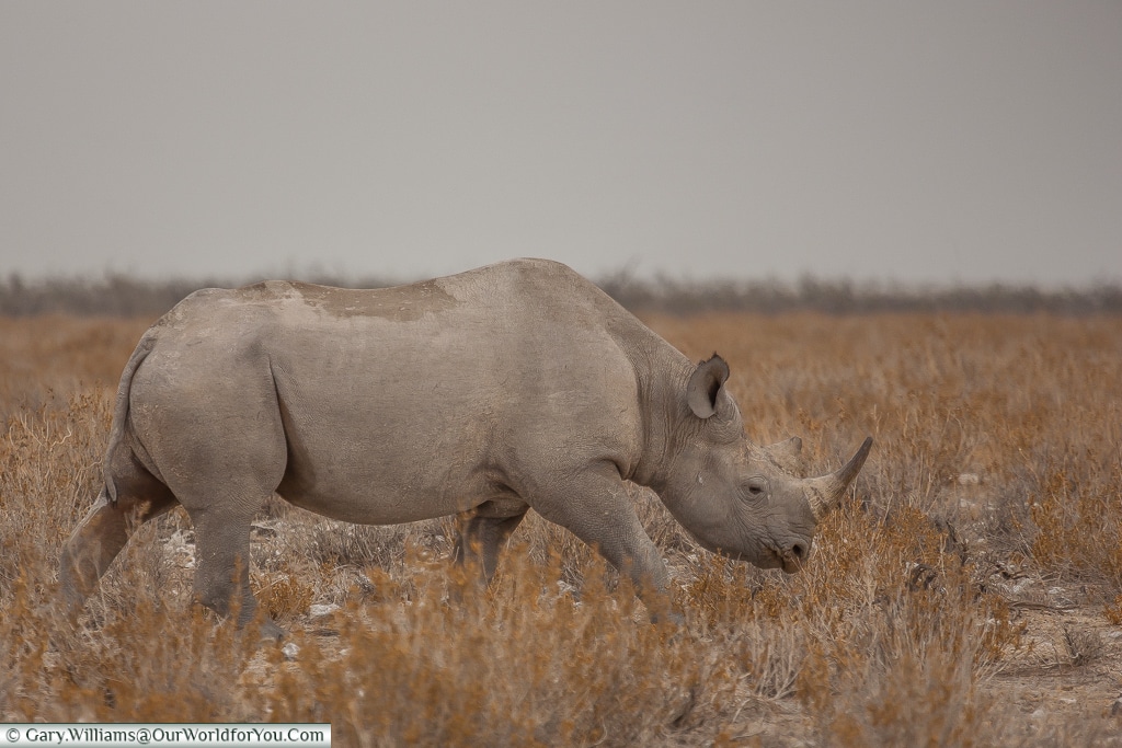 Tracking a rhino, Etosha, Namibia