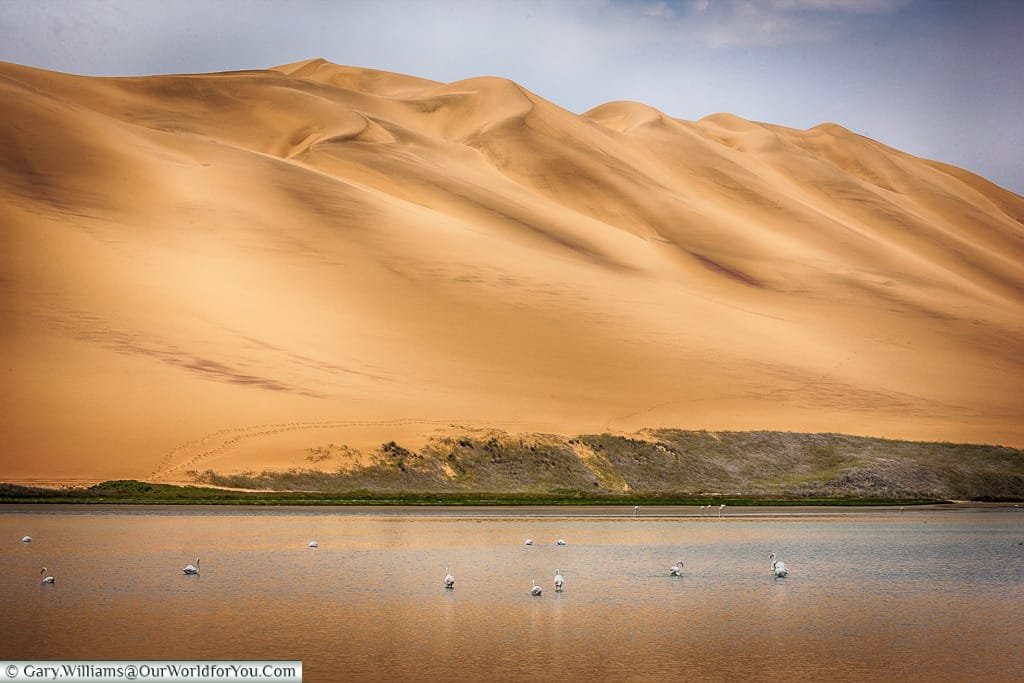 Wading, Sandwich Bay, Namibia