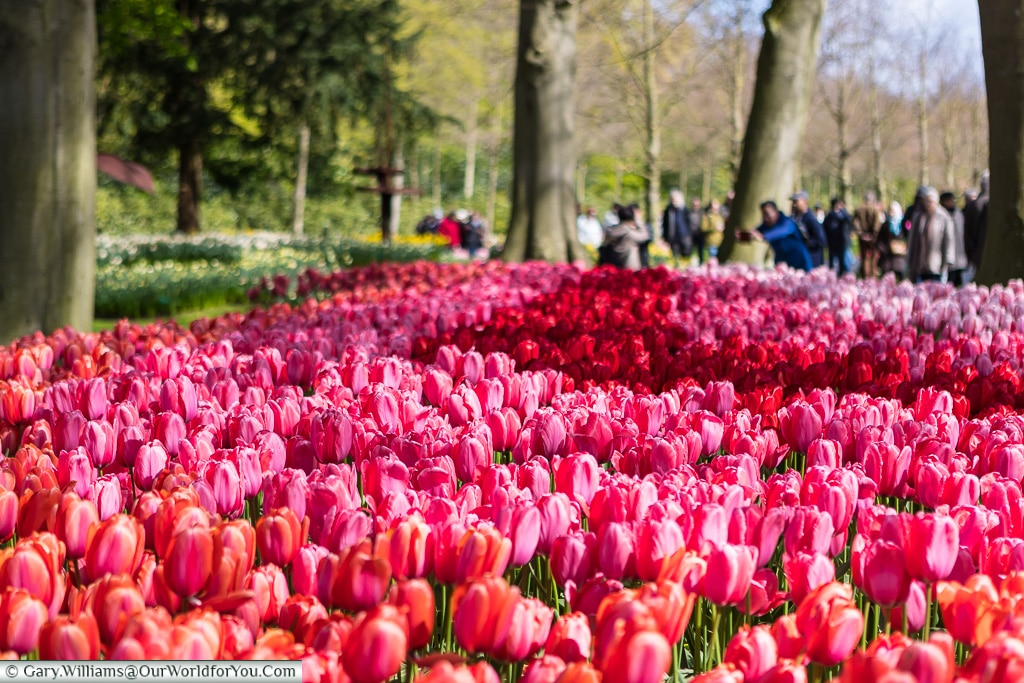 All shades of pink, purple and red, Keukenhof, Holland, Netherlands