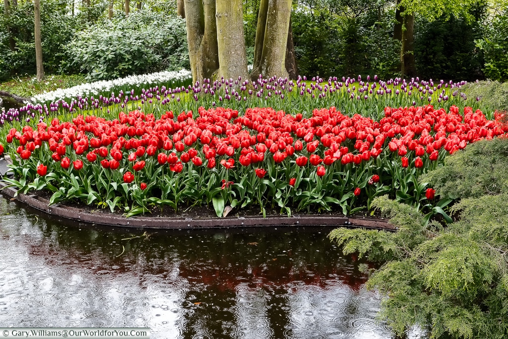 Bright colours in the rain, Keukenhof, Holland, Netherlands