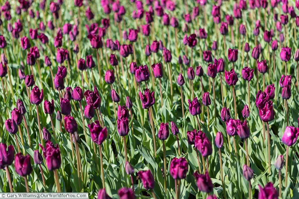 Claret Tulips, Keukenhof, Holland, Netherlands