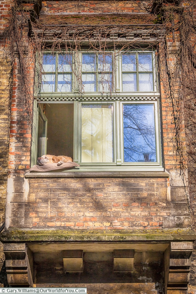 Let sleeping dogs lie, Bruges, Belgium