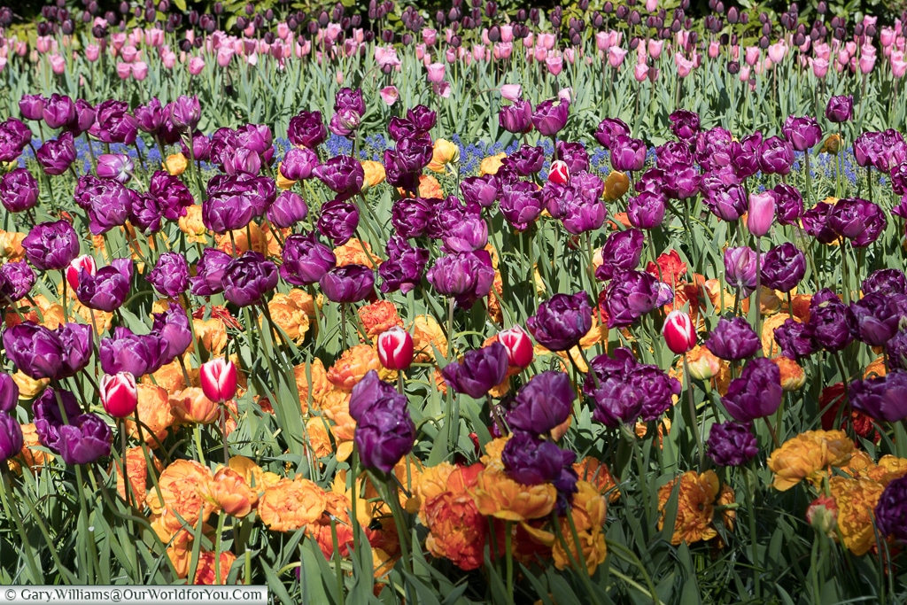 Multi-coloured blooms, Keukenhof, Holland, Netherlands