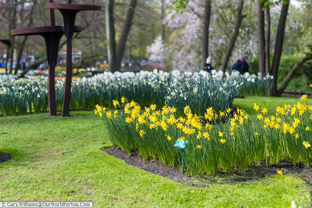 Narcissus still in bloom, Keukenhof, Holland, Netherlands