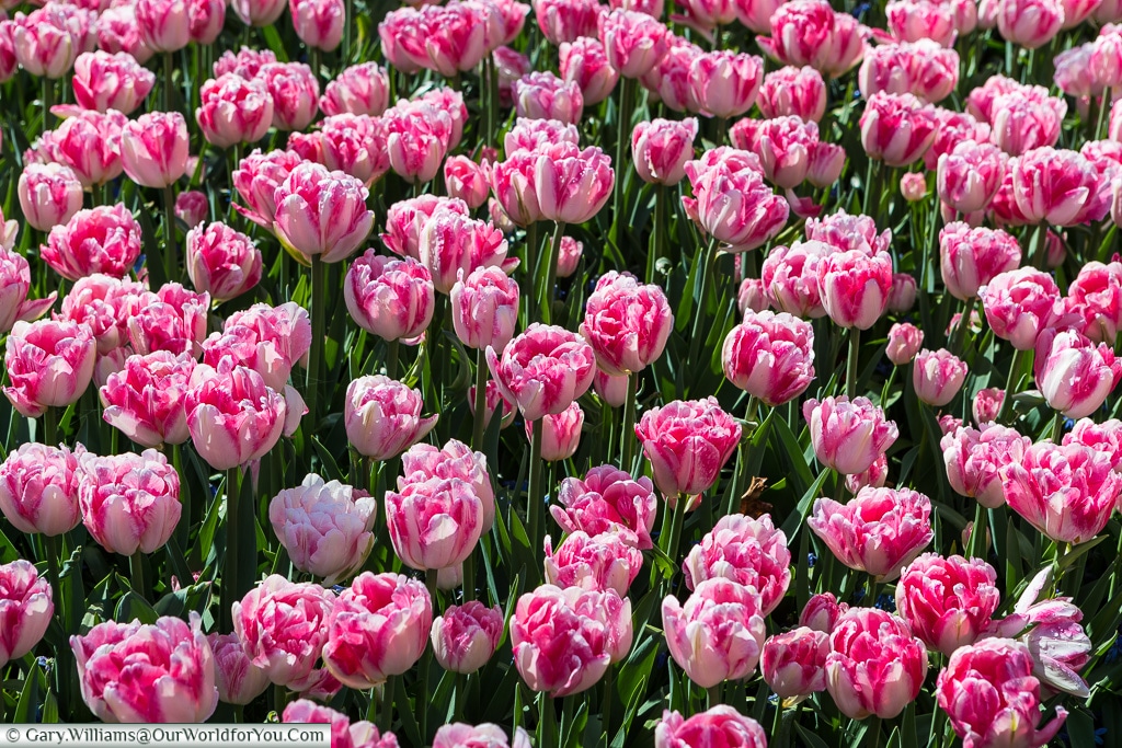 Pinks and Whites, Keukenhof, Holland, Netherlands