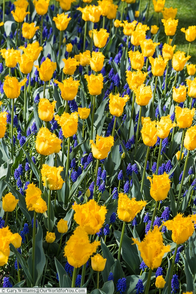 Purple and yellow blooms, Keukenhof, Holland, Netherlands