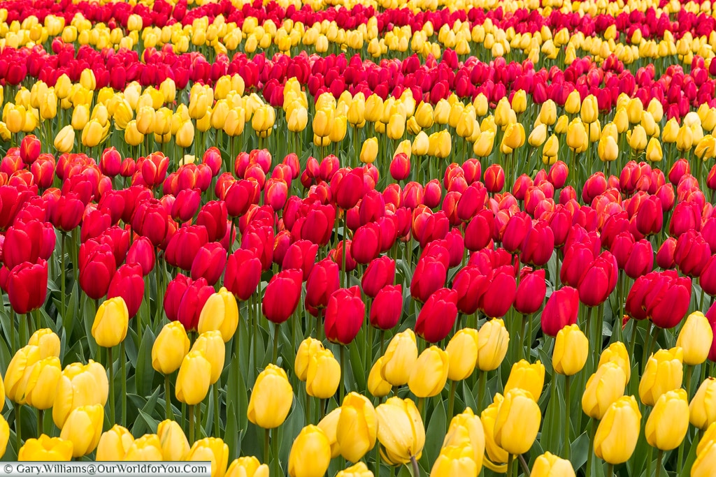 Red and yellow ribbons, Keukenhof, Holland, Netherlands