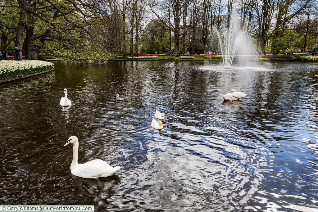 Swans & geese, Keukenhof, Holland, Netherlands