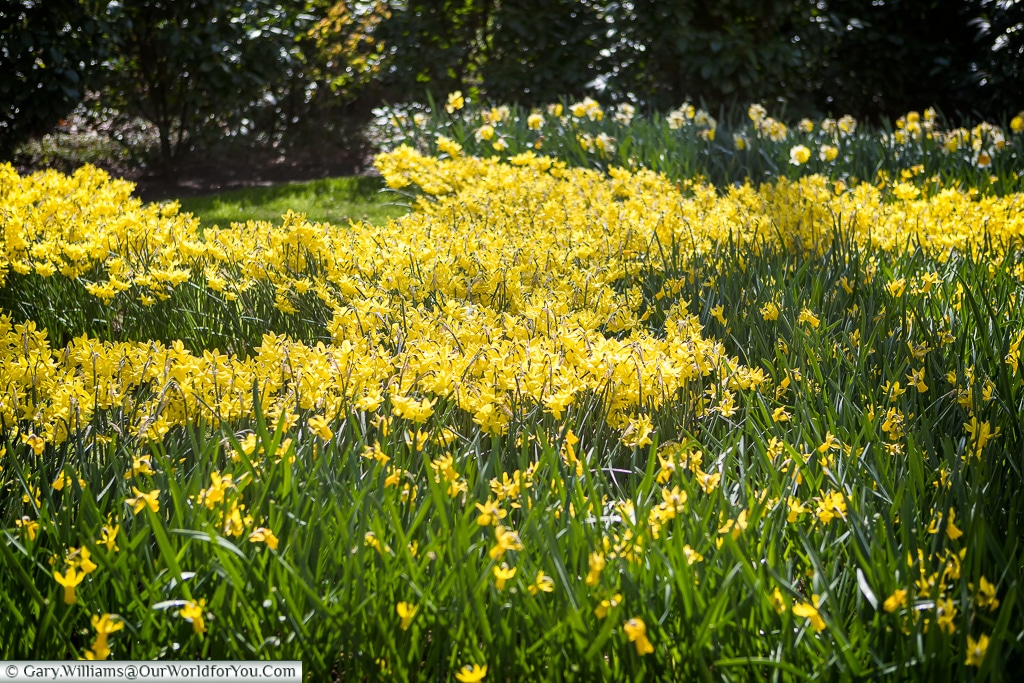 Tiny yellow Narcissus, Keukenhof, Holland, Netherlands