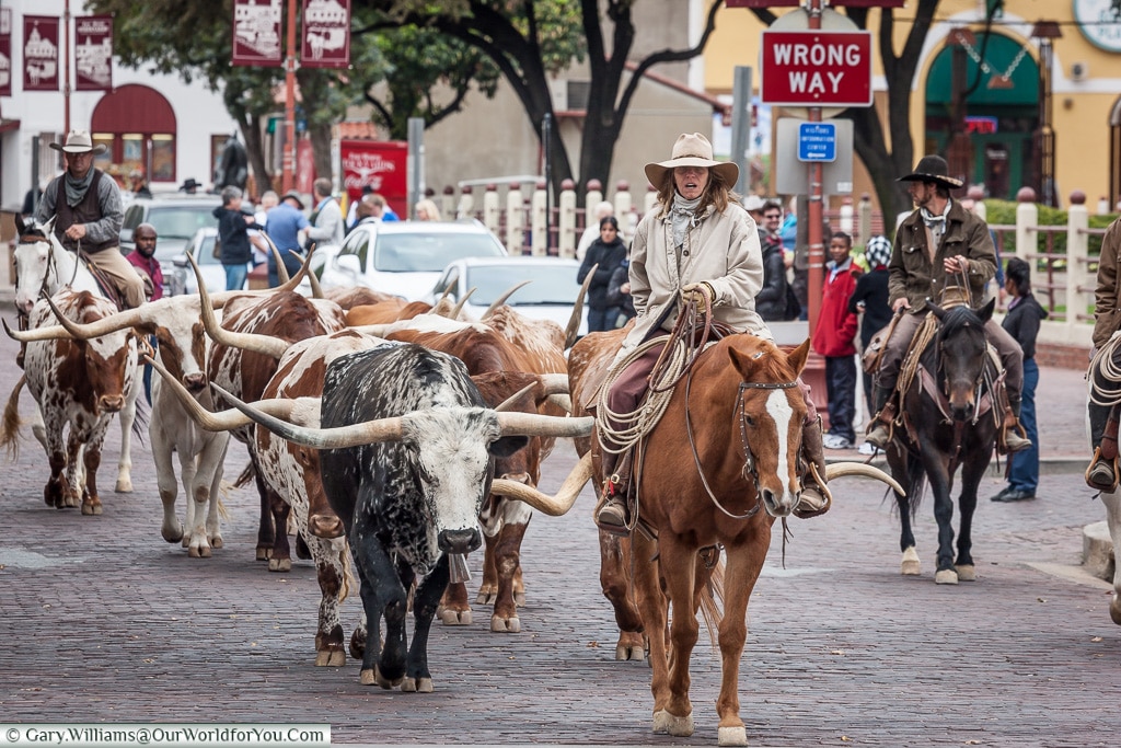 Leading the herd, Stockyards. Fort Worth, Texas, USA