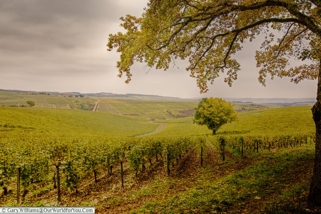 The vineyards of Burgundy, France
