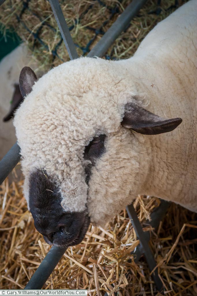 Interesting sheep breeds, Kent County Show, Kent, England, UK