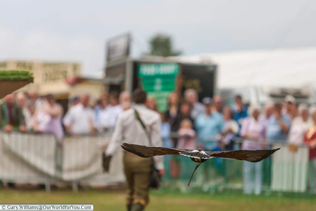 The bird of prey display, Kent County Show, Kent, England, UK