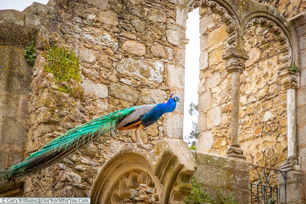 A peacock in the Ruínas Fingidas, Évora, Portugal