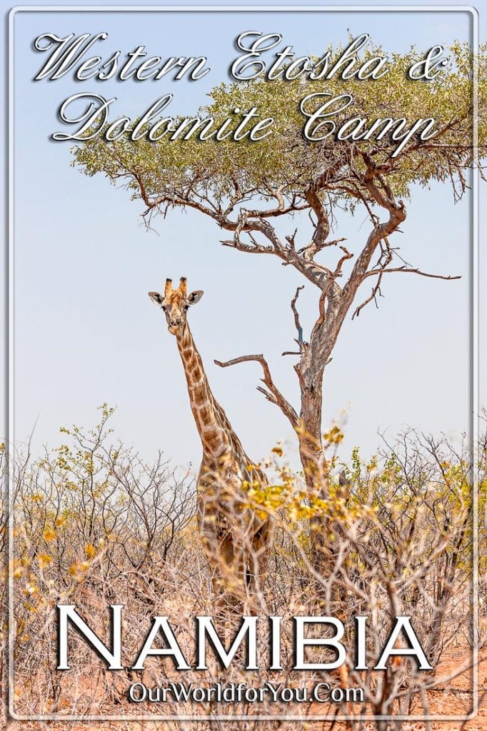 The Giraffe & Tree, Etosha National Park, Namibia