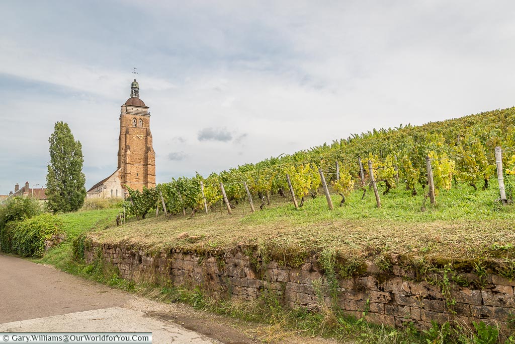 Vineyards and the bell tower of St Just, Arbois, France