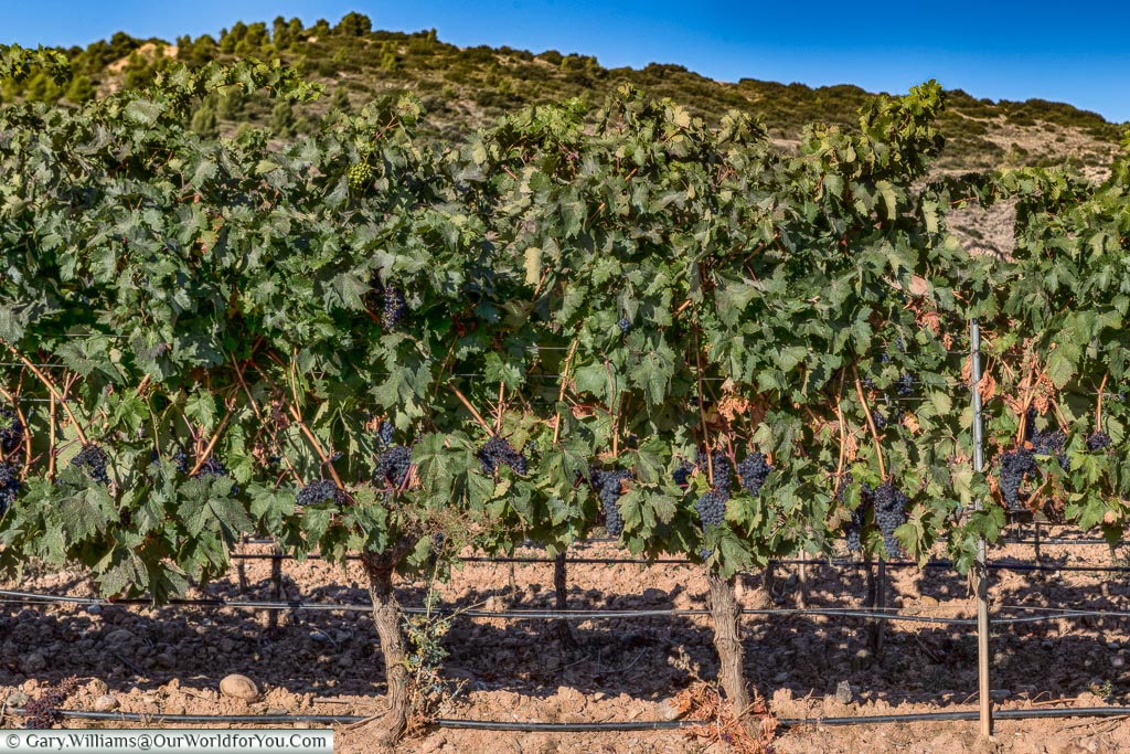 La Rioja vines, Logroño, Spain