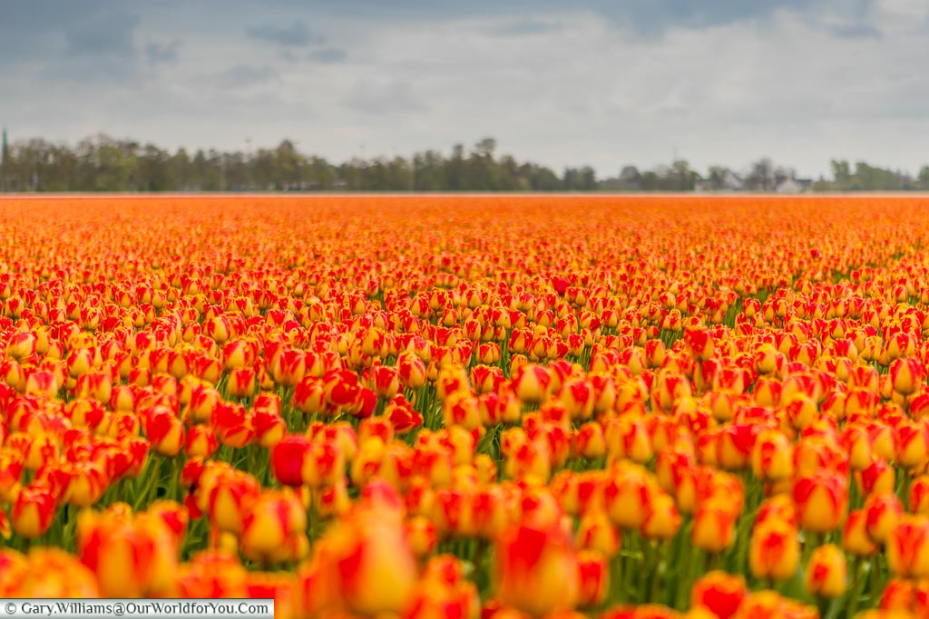 Fields in Bloom, Holland, Netherlands