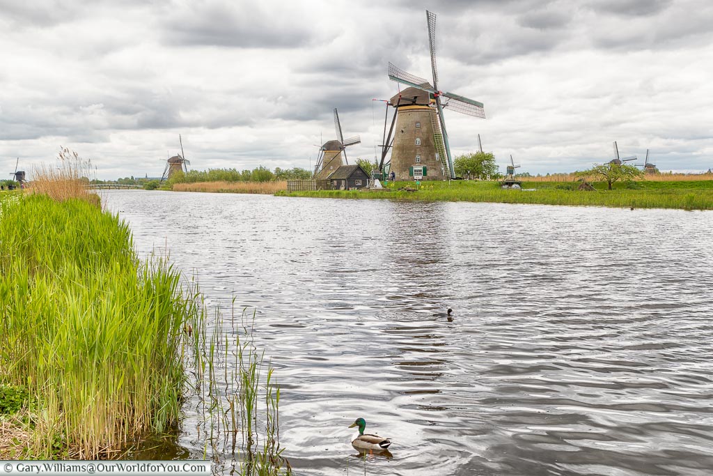 Floating in front of the windmills, Kinderdijk, Holland, Netherlands