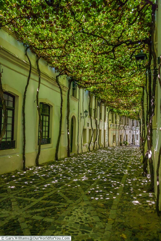 Vine covered lane in the Tio Pepe Bodegas tour at the Gonzalez Byass site, Jerez, Spain