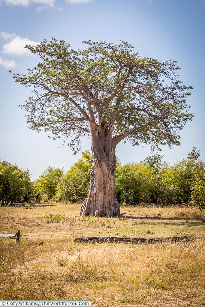 A Baobab Tree, Rhino Safari Camp, Lake Kariba, Zimbabwe