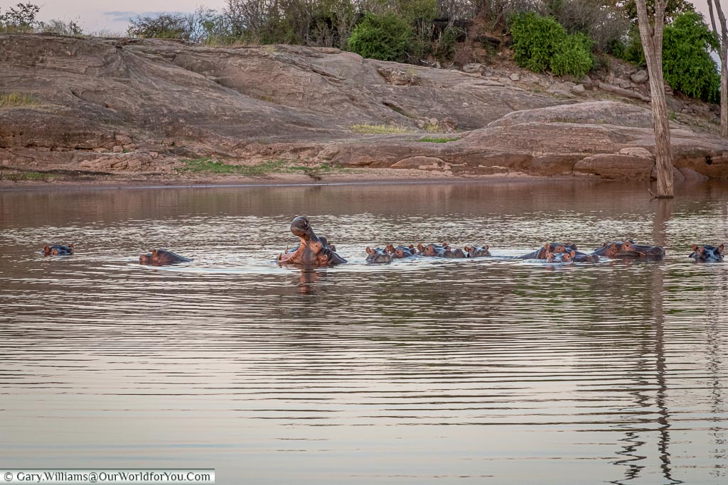 A Yawning hippo, Sundowner cruise, Rhino Safari Camp, Lake Kariba, Zimbabwe