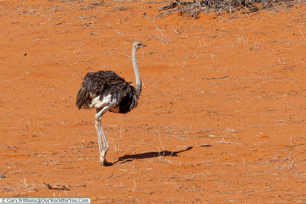 A roaming ostrich, Morning Game Drive, Bagatelle Kalahari Game Ranch, Namibia