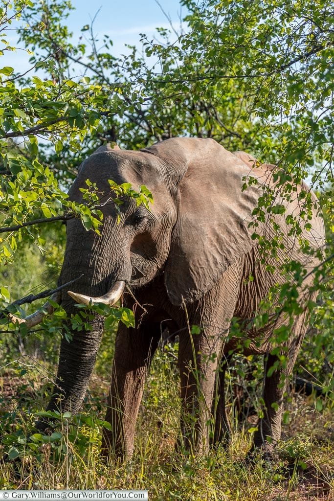 An lone elephant, Rhino Safari Camp, Lake Kariba, Zimbabwe